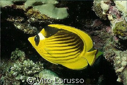 Fishs - Chaetodon fasciatus by Vito Lorusso 
